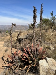 Aloe suprafoliata