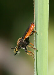 Lampria rubriventris