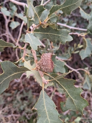 Quercus welshii