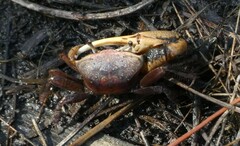 Minuca longisignalis