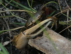 Minuca longisignalis