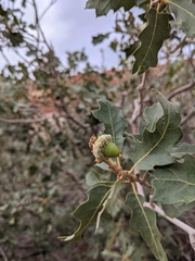 Quercus welshii