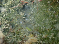 Palaemon adspersus