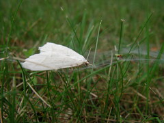 Campaea perlata