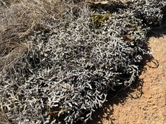 Selaginella dregei