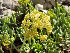 Crithmum maritimum