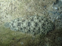 Solea aegyptiaca