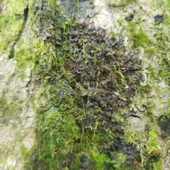 Leptogium laceroides