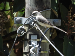 Mimus gilvus