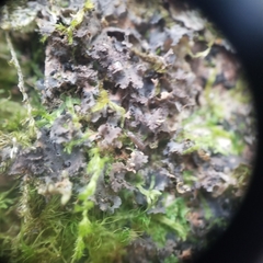 Leptogium laceroides