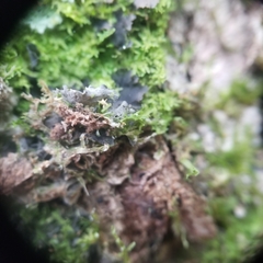 Leptogium laceroides