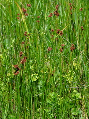 Juncus densiflorus