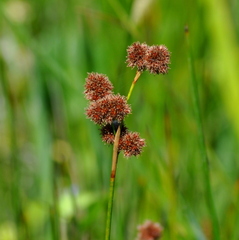 Juncus densiflorus