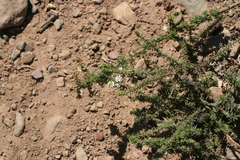 Globulariopsis adpressa