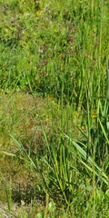 Juncus microcephalus