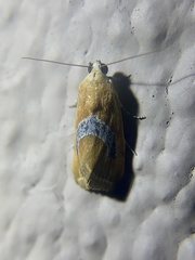 Ponometia venustula