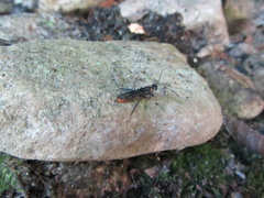 Urocerus taxodii