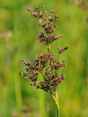 Juncus microcephalus