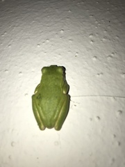 Hyla sarda