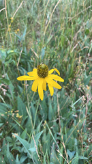 Rudbeckia californica