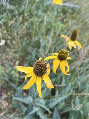 Rudbeckia californica