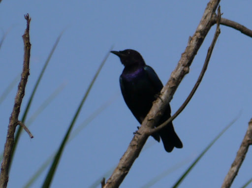 Purple-headed Starling (Hylopsar purpureiceps), photo 5