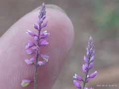 Polygala paniculata