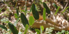 Smilax campestris