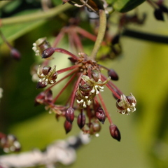 Smilax campestris