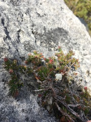 Erica calcareophila