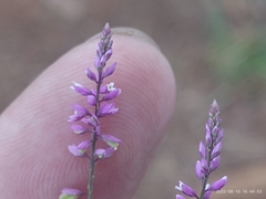 Polygala paniculata