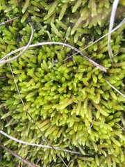 Catagonium nitens maritimum