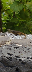 Sceloporus palaciosi