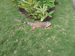 Iguana iguana