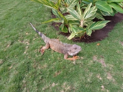 Iguana iguana
