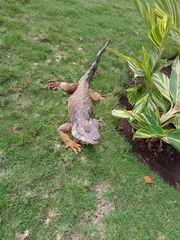 Iguana iguana