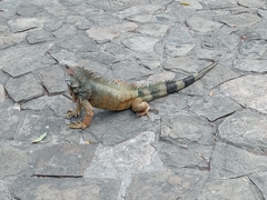 Iguana iguana