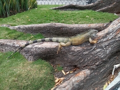 Iguana iguana