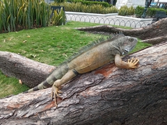 Iguana iguana