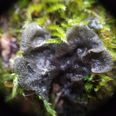 Peltigera evansiana