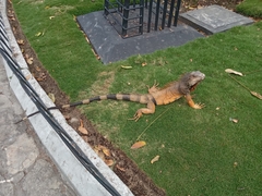 Iguana iguana