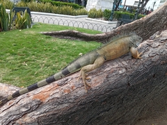 Iguana iguana