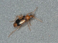Nemotarsus elegans
