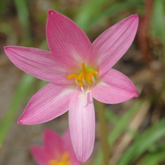 Zephyranthes robusta