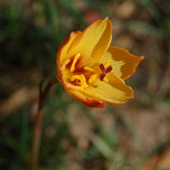 Zephyranthes tubispatha
