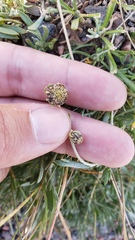 Artemisia pattersonii