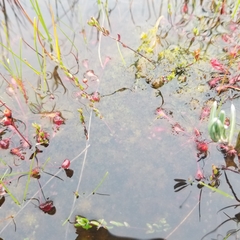 Sphagnum tenellum