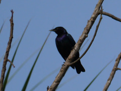 Hylopsar purpureiceps