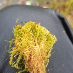 Sphagnum tenellum
