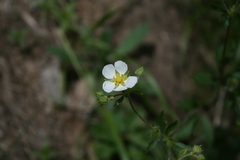 Drymocallis rupestris